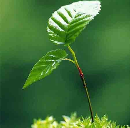 دانلود آهنگ شو و روز دلبر تسه ناله زمه وحید فلاح